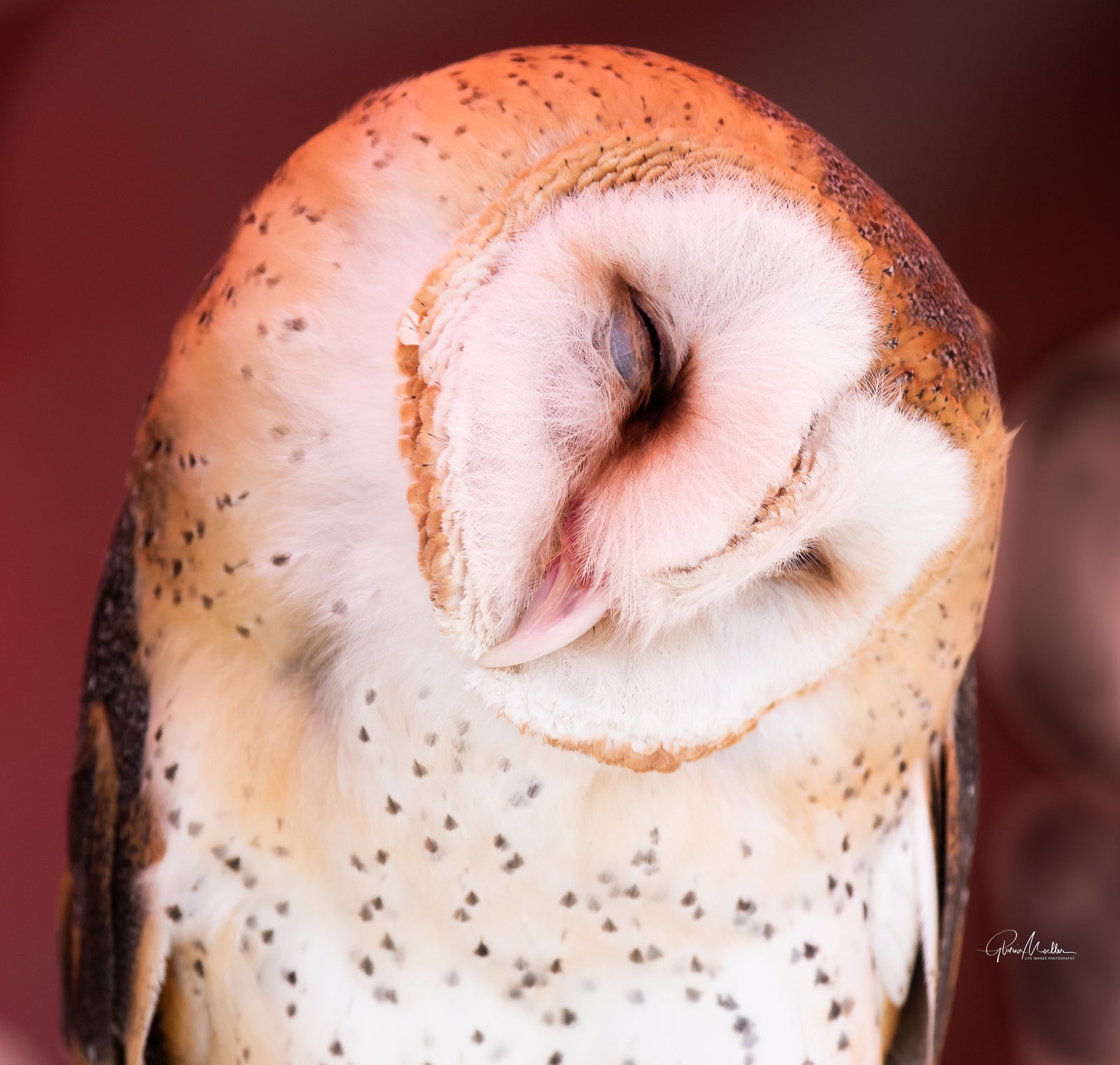 Dozing Barn Owl