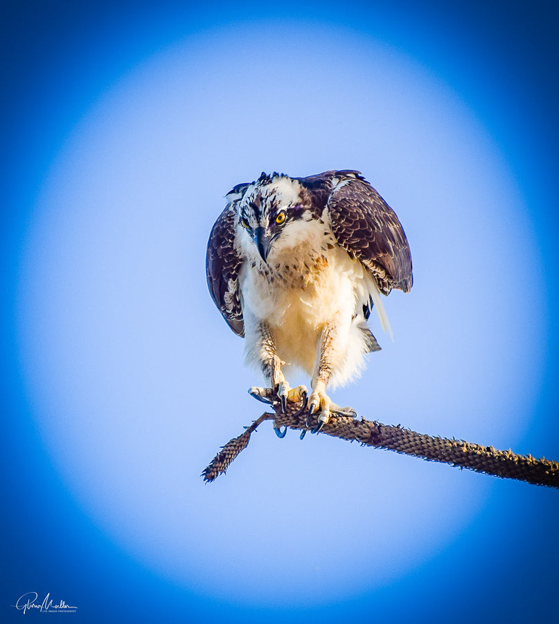 Hunting Osprey