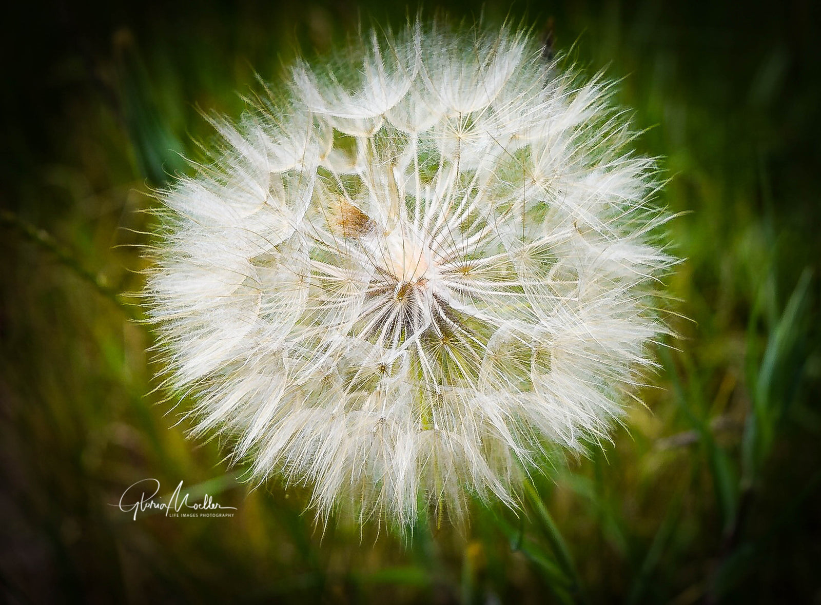 Wallflower Gone to Seed