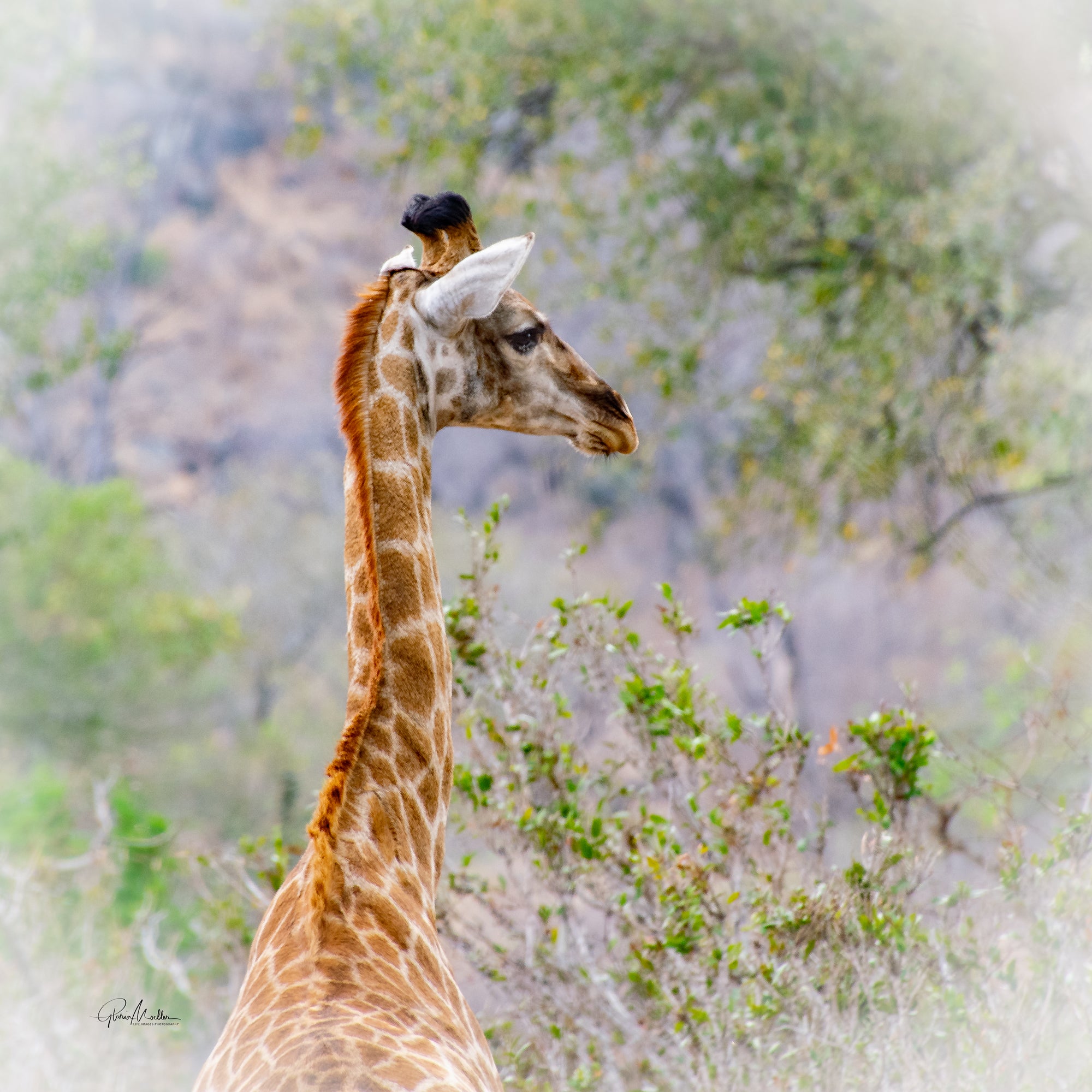 Inquisitive Giraffe in the Wild