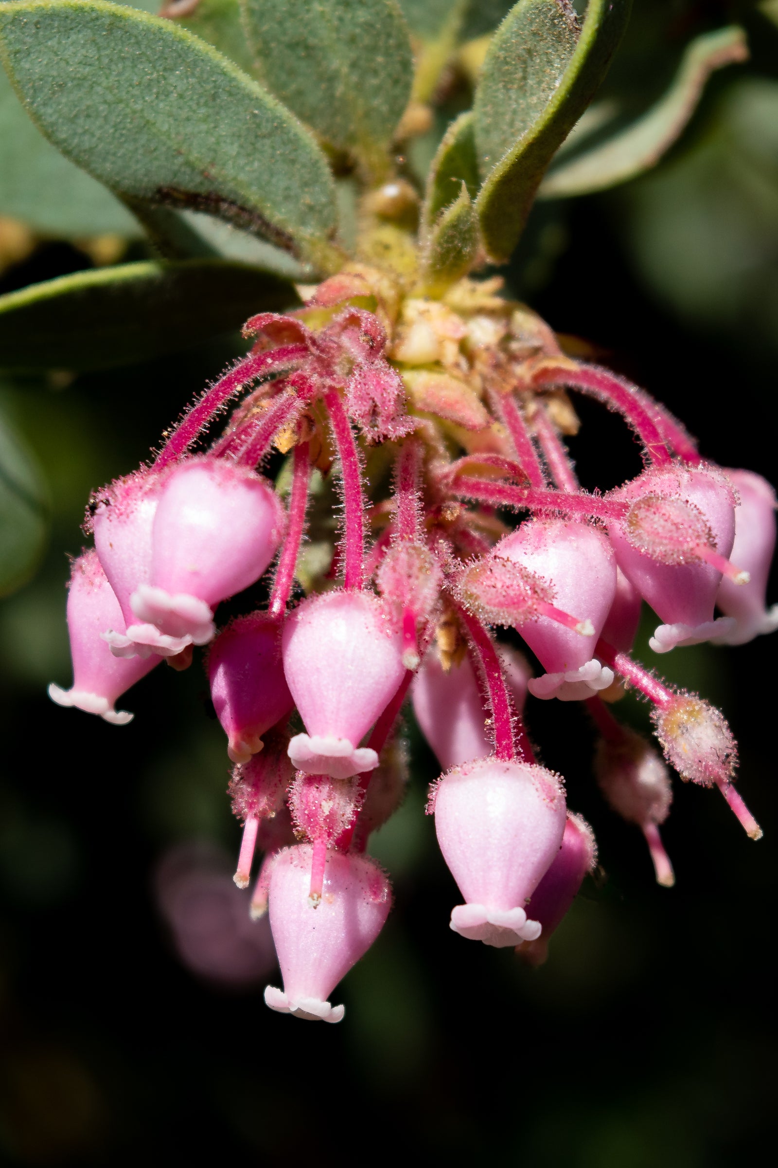 Manzanita Blooms