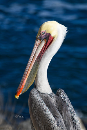 Pelican Eye on You