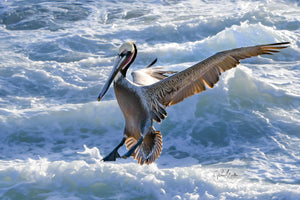 Pelican Landing on a Cliff