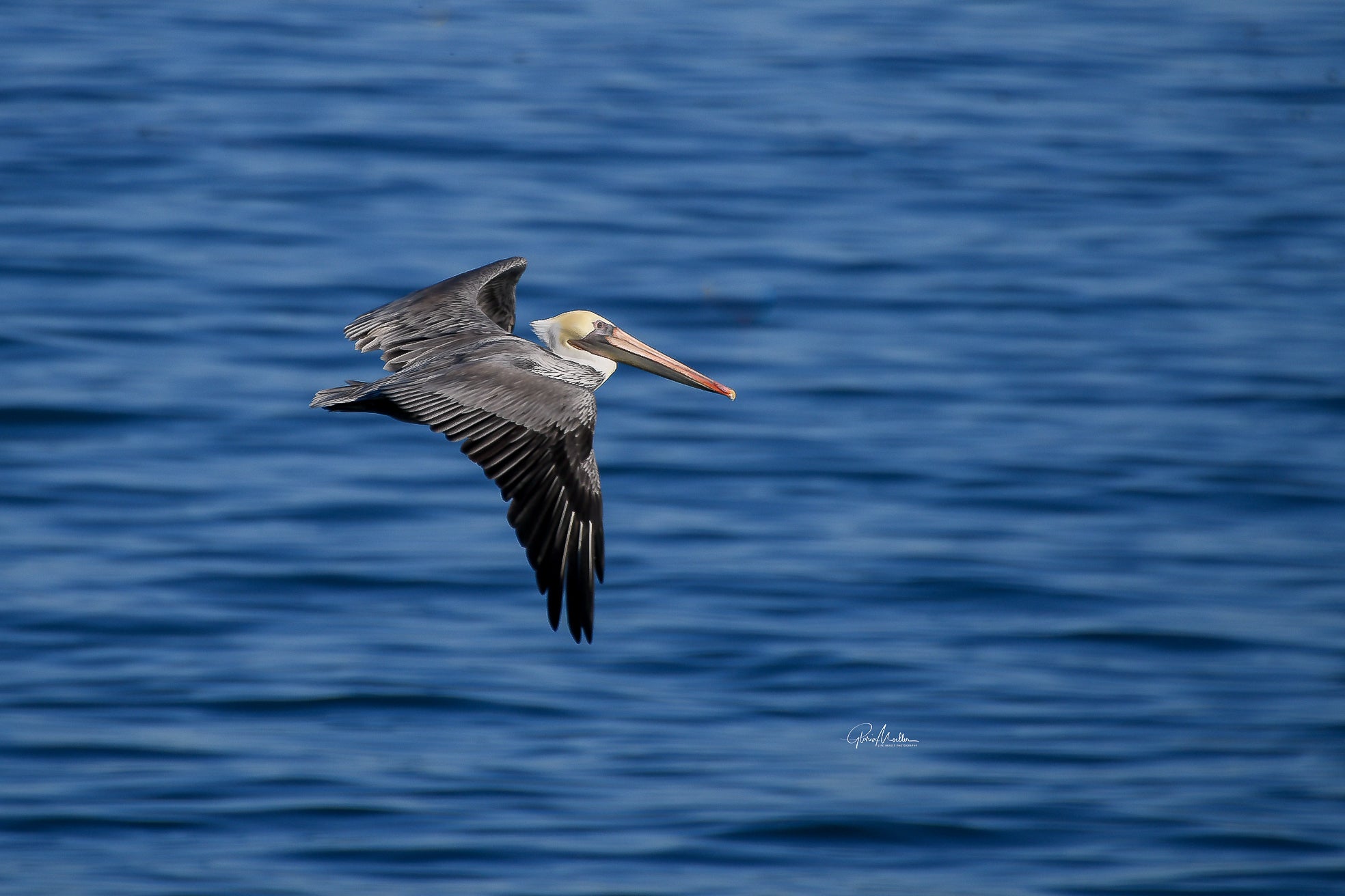 Pelican Over Blue Ocean