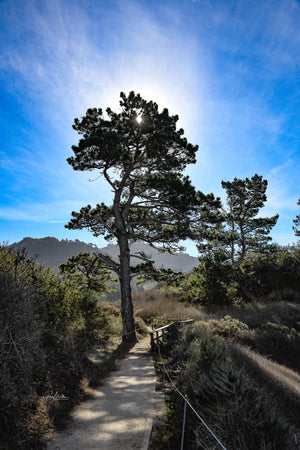 Pine Along the Trail at Point Lobos Reserve