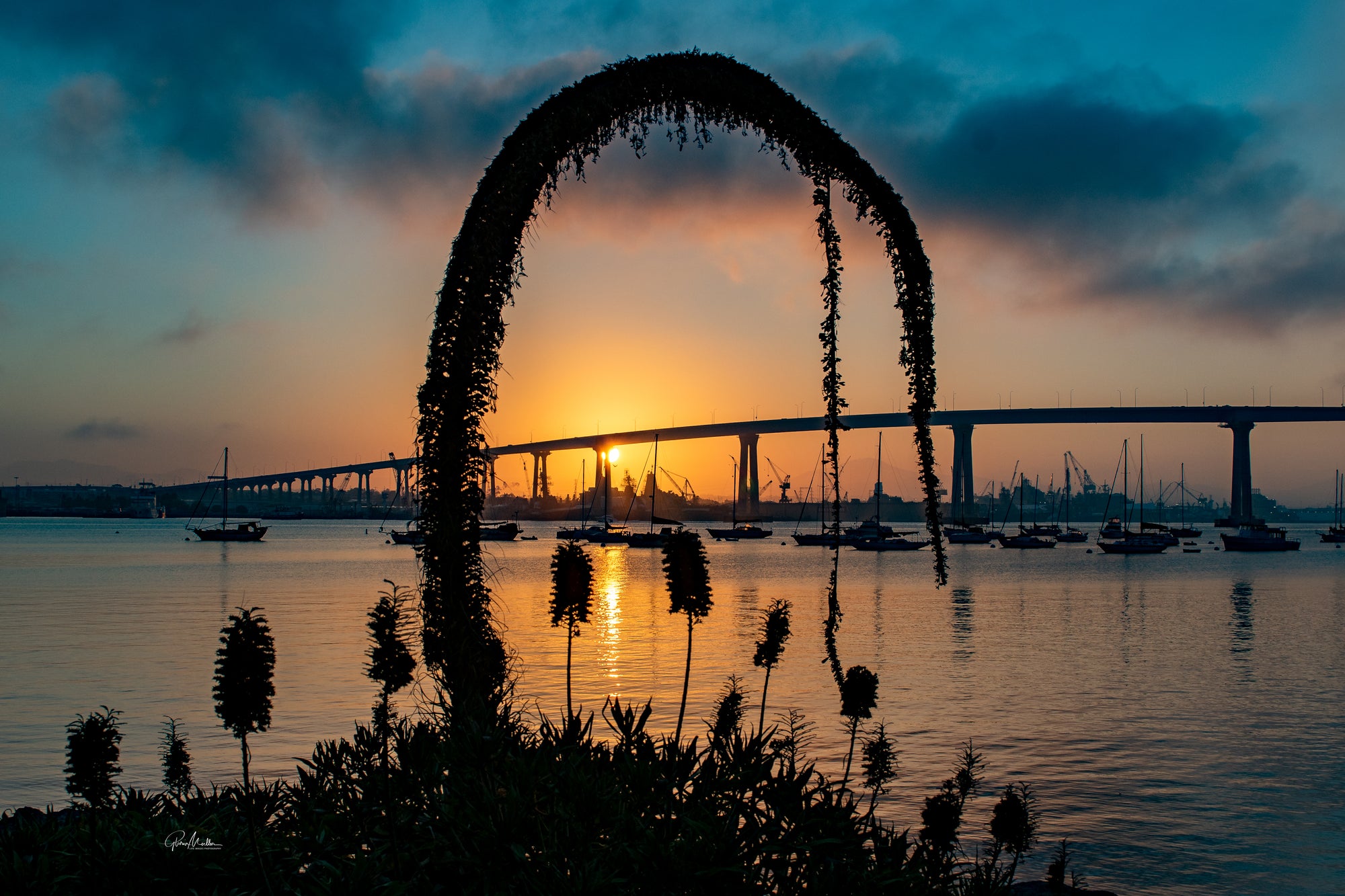 San Diego Bay Bridge Under the Aloe Arch