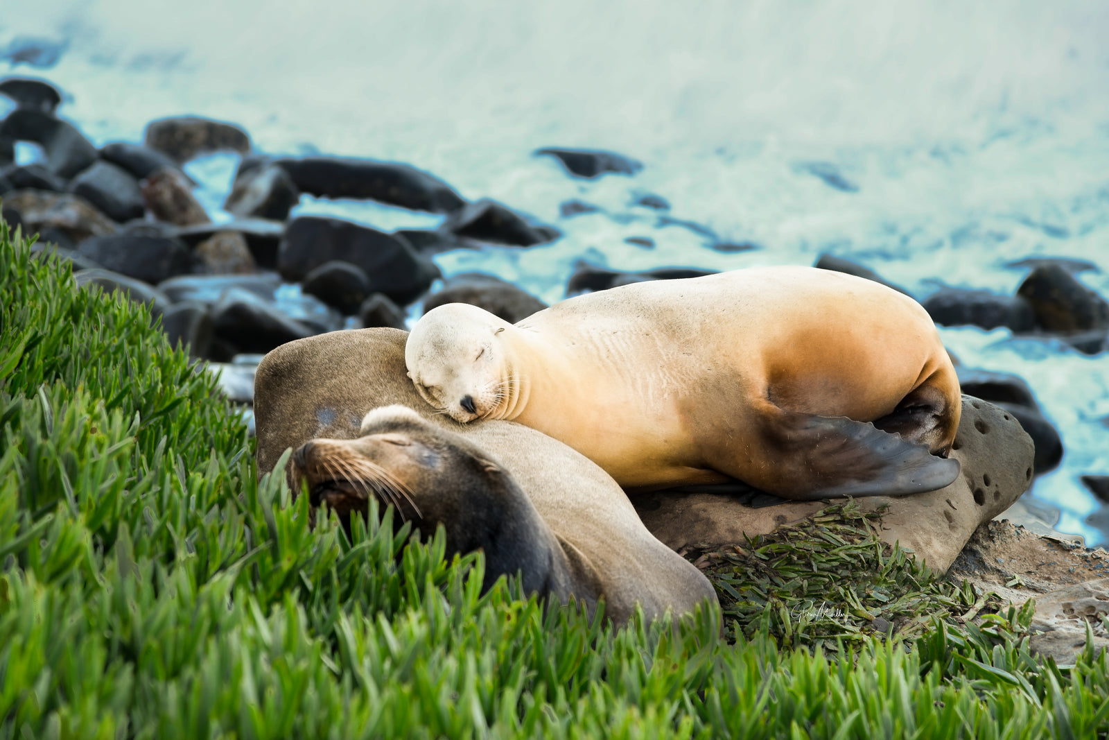 Sea Lion Snuggles