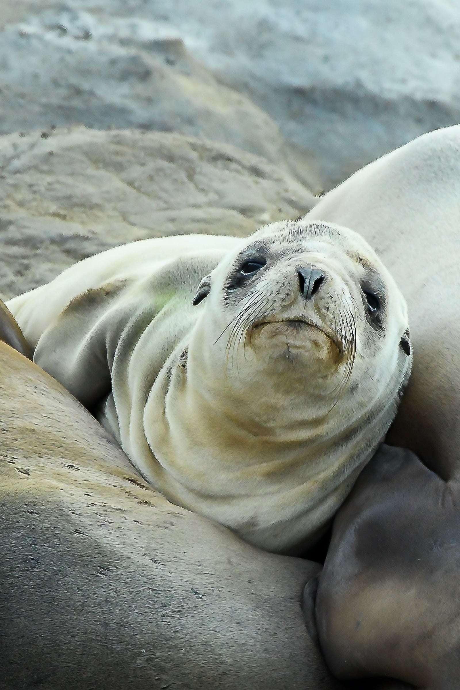 Sleepy Sea Lion Pup
