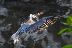 Wings Forward Pelican