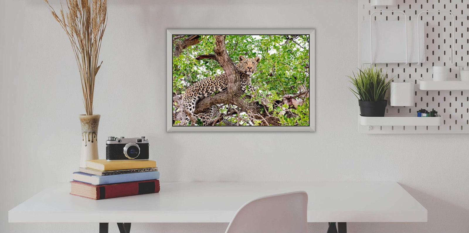 African Leopard in a Tree
