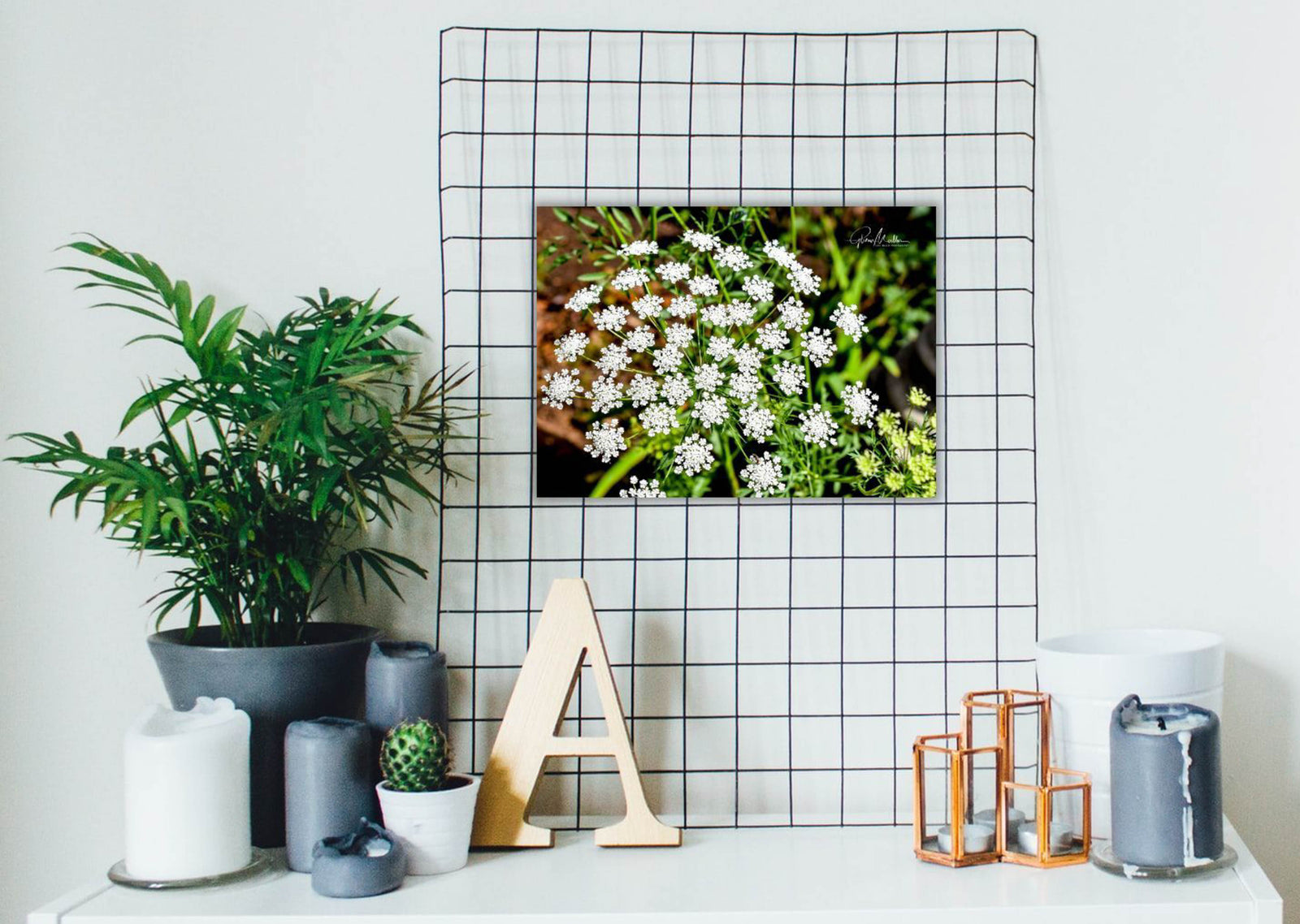 Bishop's Weed at Balboa Park