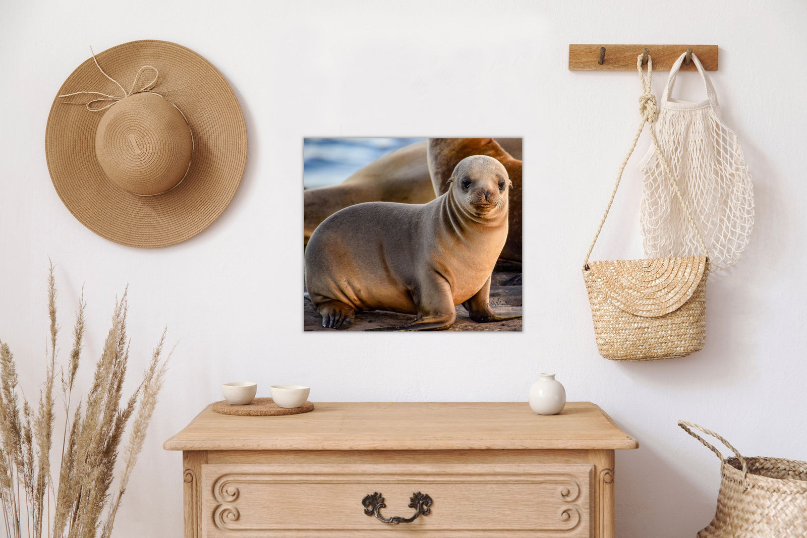 Curious Baby Sea Lion