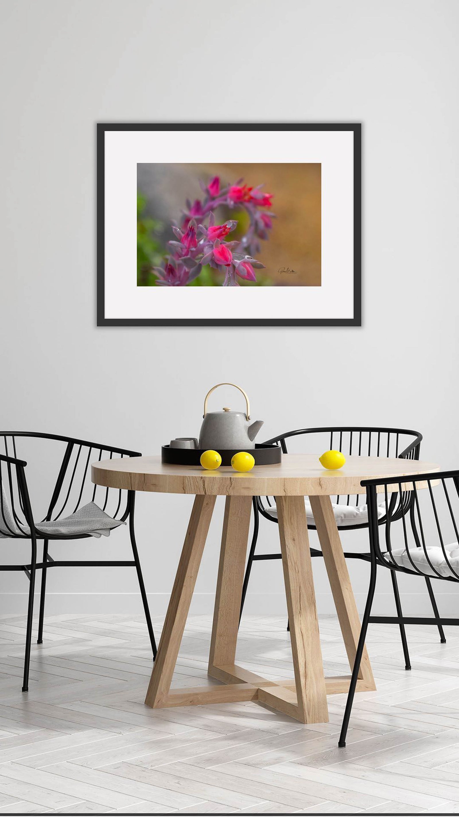 Dew Drops on Succulent Leaves