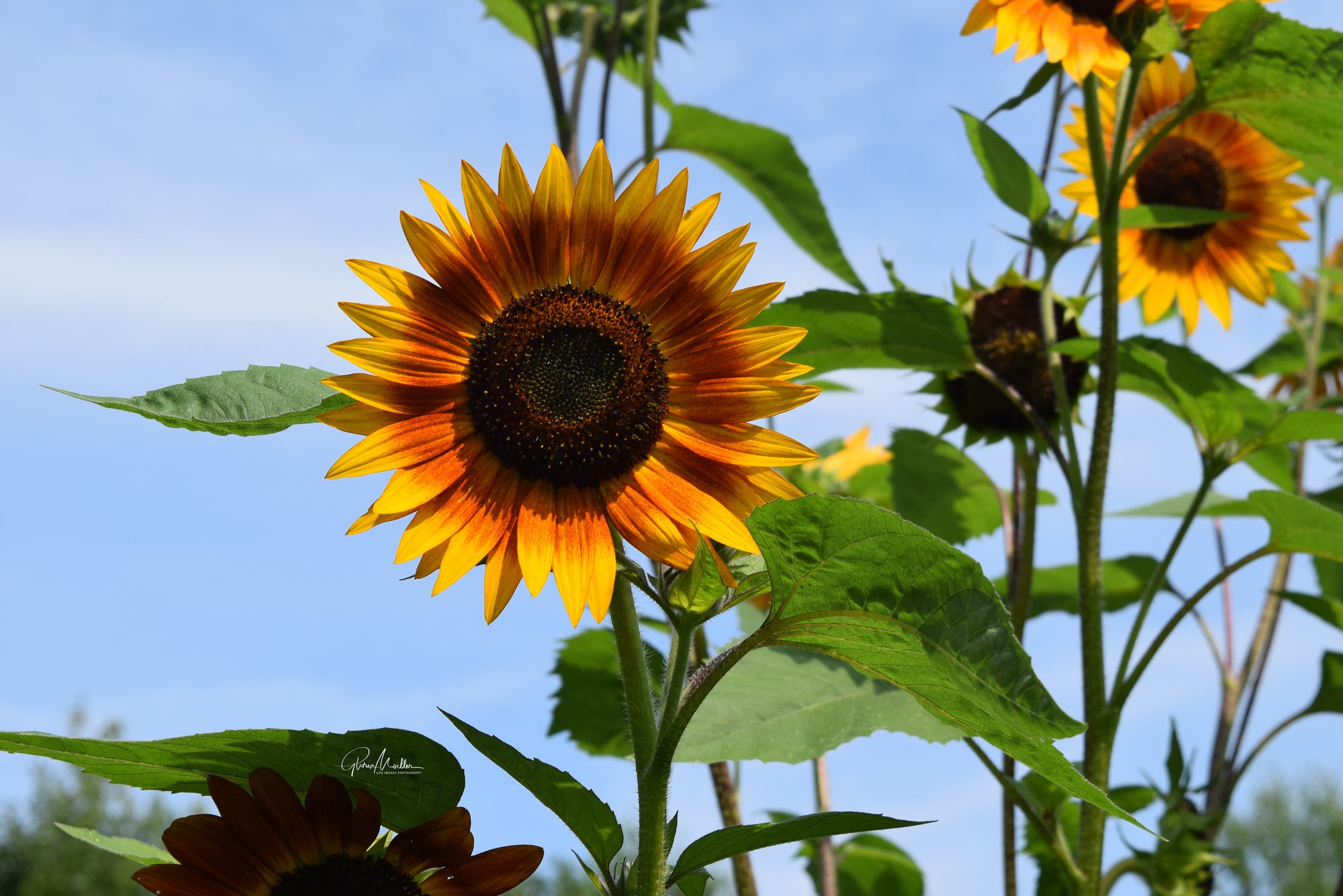 Brilliant Two-toned Sunflower