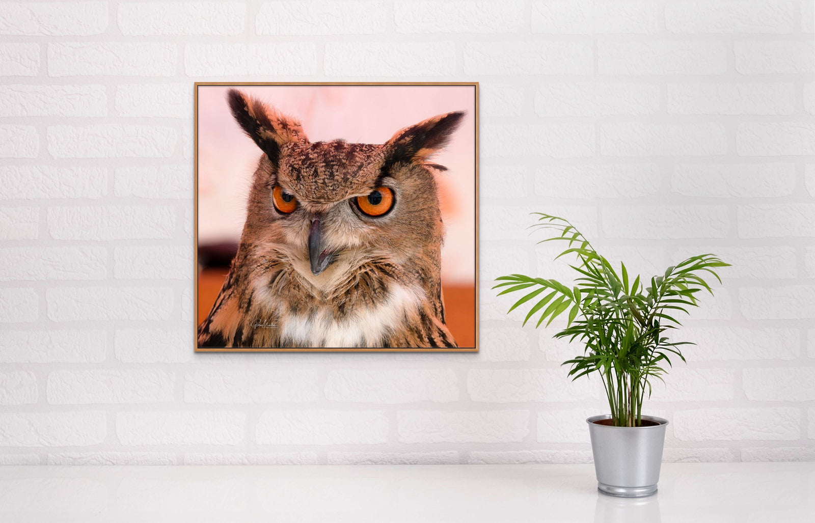 Great Horned Owl
