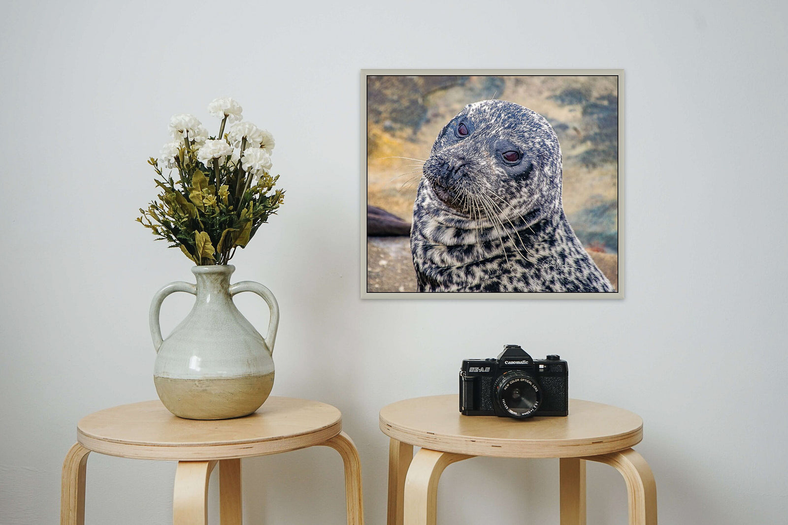 Harbor Seal With Attitude