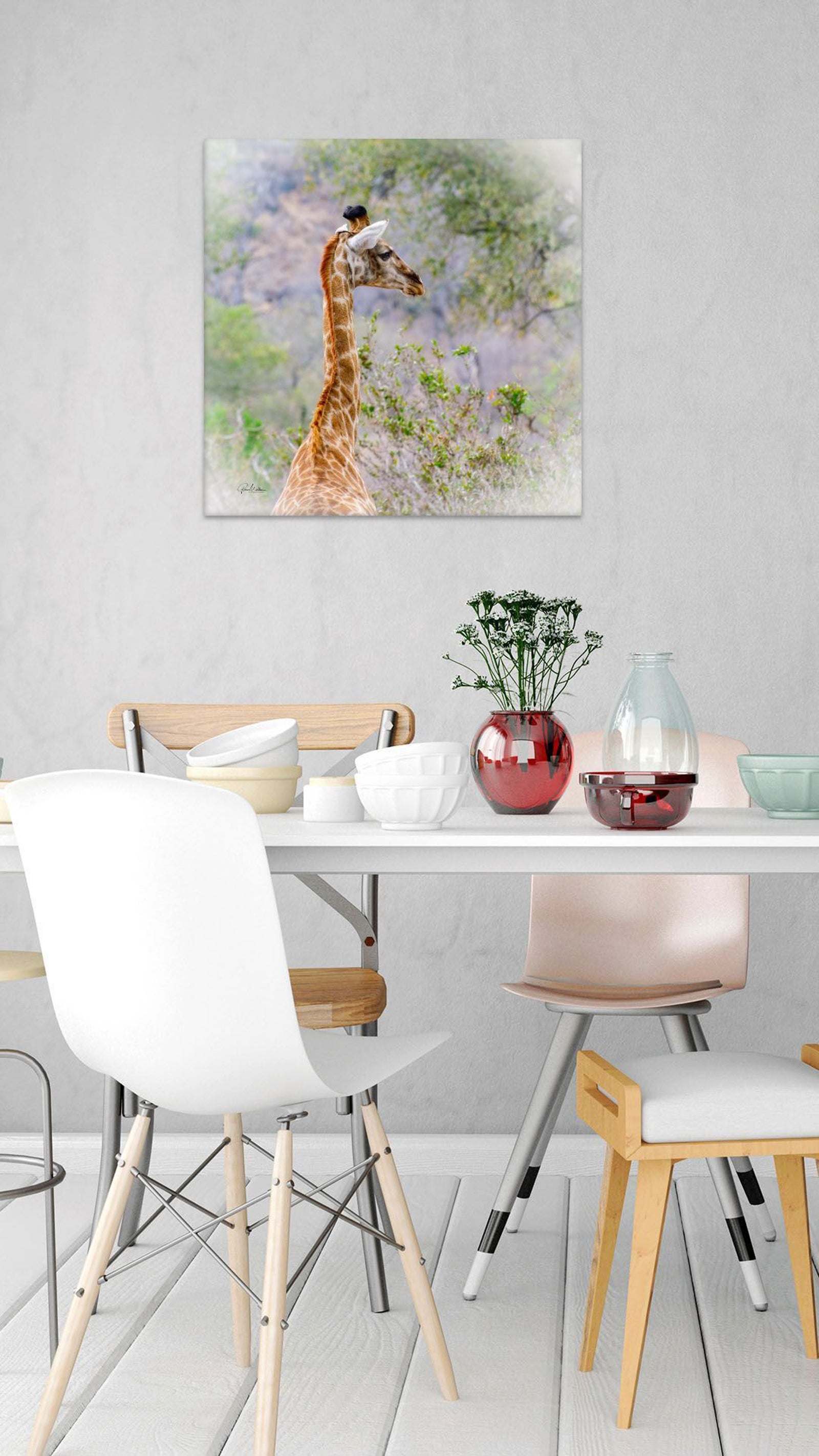 Inquisitive Giraffe in the Wild