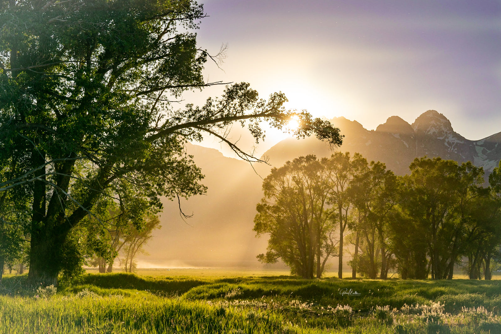 Misty Meadow at the Base of the Tetons