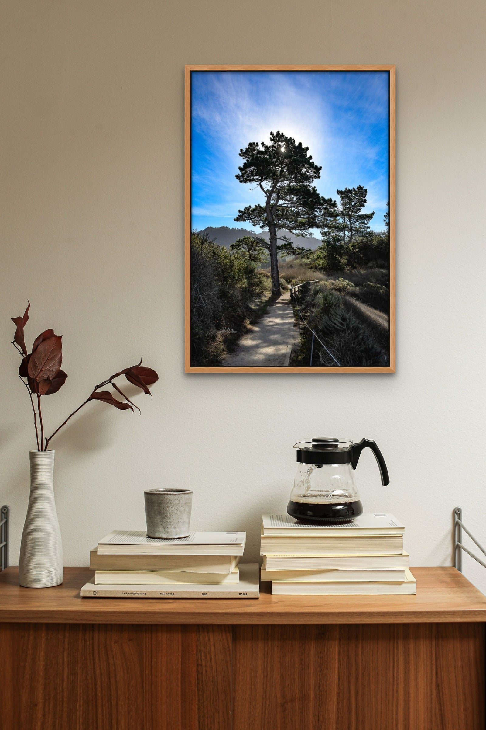 Pine Along the Trail at Point Lobos Reserve